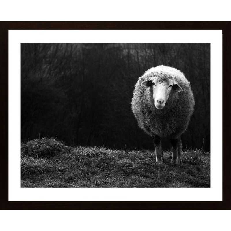 Wondering Sheep Poster