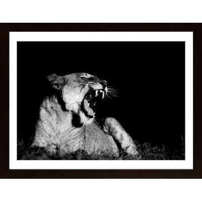 Yawning Lion Poster