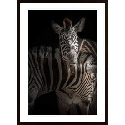 Zebra Poster