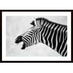 Zebra Yawning Poster