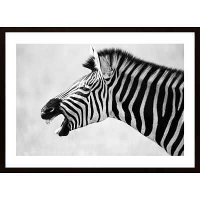 Zebra Yawning Poster