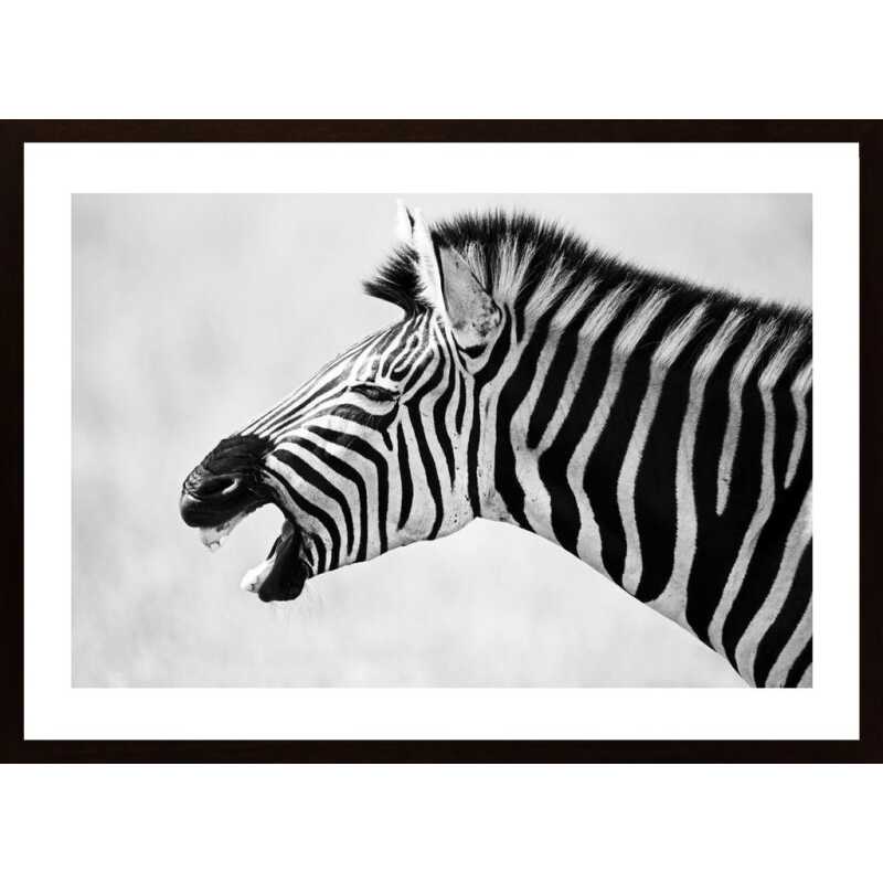 Zebra Yawning Poster Zebra Yawning Poster
