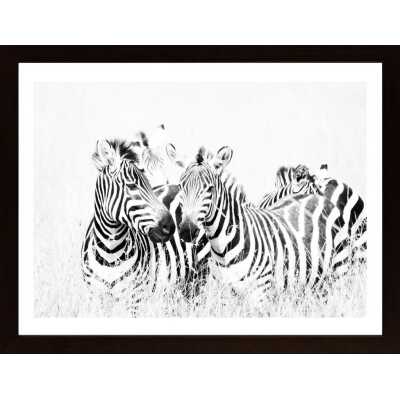 Zebras In High Grass Poster