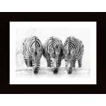 Zebras Poster