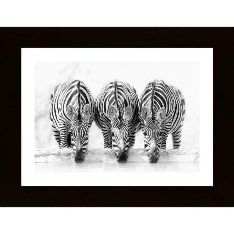 Zebras Poster