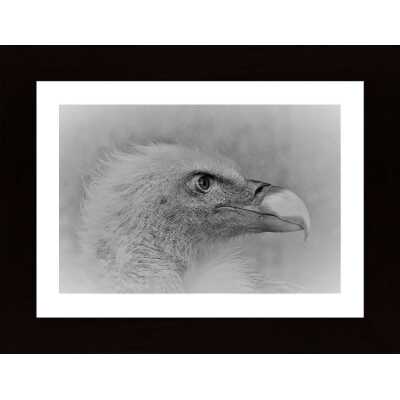 Bald Eagle Poster