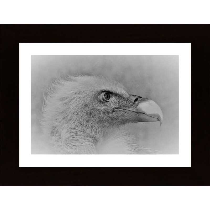 Bald Eagle Poster Bald Eagle Poster